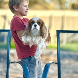 Cavalier King Charles Spaniel Puppies from Hill country cavaliers
