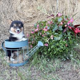 Full fluffy Boss - Black and white male American Corgi puppy in Decatur, Texas from Bar S Corgis