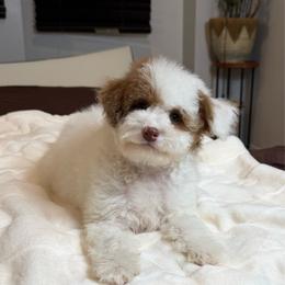Penny - Parti female Poodle puppy in Queens, New York from The 2 Musketeers_Cockapoos