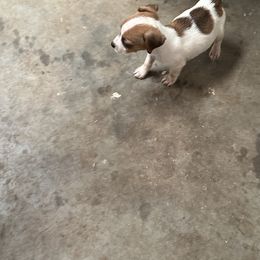 Jack Russell Terrier Puppies from Burning Daylight Jack Russells
