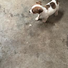 Jack Russell Terrier Puppies from Burning Daylight Jack Russells