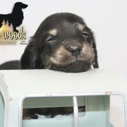 Dachshund Puppies from Piney Woods Miniature Dachshunds