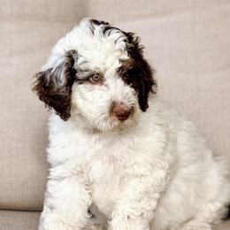 Monster Mutt - male Australian Mountain Doodle puppy in Decatur, Illinois from Signature Doodles