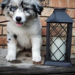 Australian Shepherd Puppies from Ohio Valley Australian Shepherds