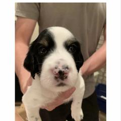 English Setter Puppies from Wildcat Creek Kennels