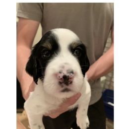 English Setter Puppies from Wildcat Creek Kennels