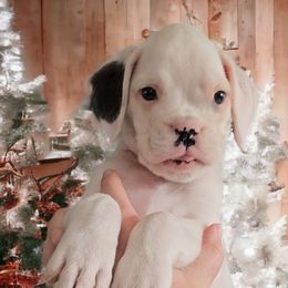 Girl 4 (Bullseye) - White Boxer puppy in Lafayette, Tennessee from Silver Rain