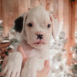 Girl 4 (Bullseye) - White Boxer puppy in Lafayette, Tennessee from Silver Rain