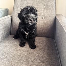 Wade - Black male Goldendoodle puppy in Soddy Daisy, Tennessee from The W Doods