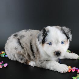 Beau - Blue merle male Australian Shepherd puppy in Plantersville, Texas from Jak Se Auss