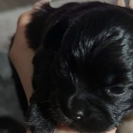 Shih Tzus and Yorkshire Terriers from Puppy Paws