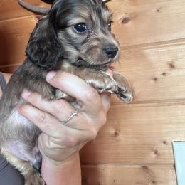 Boy 2 - Cream male Dachshund puppy in Cheyenne, Wyoming from Great Basin Hounds