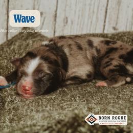 Wave - Blue merle male Miniature American Shepherd puppy in White City, Oregon from Born Rogue Miniature American Shepherds