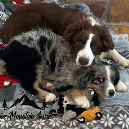 Australian Shepherd Puppies from Pine Mountain Aussies