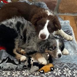Australian Shepherd Puppies from Pine Mountain Aussies