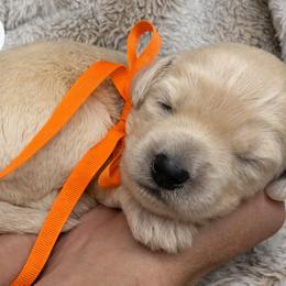 Halo - Cream female Australian Labradoodle puppy in Upland, California from Kings Labradoodles