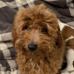 Cavalier King Charles Spaniels, Cavapoos, and Poodles from Show Me Poodles Doodles and Cavaliers