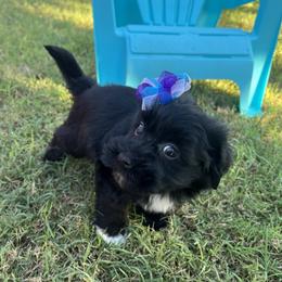 BabyGirl - Black and white female Havanese puppy in Monahans, Texas from Homeward Havanese, LLC