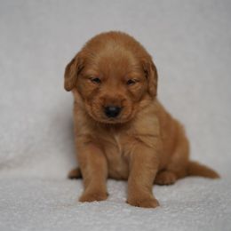 Cato - Dark golden male Golden Retriever puppy in Holmesville, Ohio from Dixie Goldens