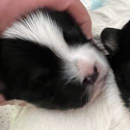 Girl 3 - Black and white female Havanese puppy in Warrenton, Virginia from Dearheart Havanese