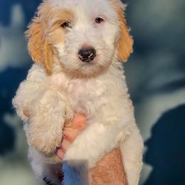 Goldendoodle and Shihpoo Puppies from Stormie's Doodles