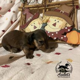 3 - Cream male Dachshund puppy in East Dover, Vermont from Audet’s Mini Dachshunds