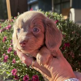 Beckham - Fawn (isabella) and tan male Dachshund puppy in Bentonville, Arkansas from Boujee Buns Dachshunds