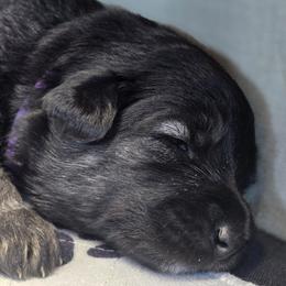 Leia - Black and cream female Shiloh Shepherd puppy in Anza, California from Stunning Shiloh Shepherds