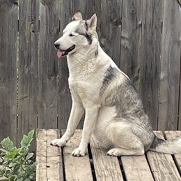 Leia - Siberian Husky