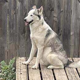 Leia - Siberian Husky