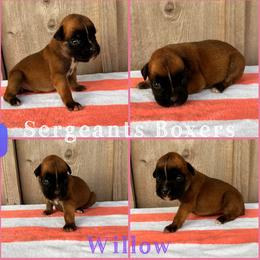 Willow - Fawn female Boxer puppy in Madisonville, Texas from Sergeant's Boxers