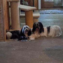 Havanese All Grown Up from Gatsu Goldens & Havanese