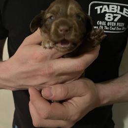 Peanut - Chocolate male Dachshund puppy in Gainesville, Florida from Mini Dots Mini Dachshunds