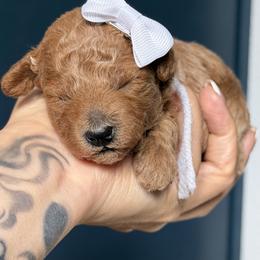 Poodle Puppies from R&R Goldendoodles