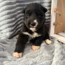 Gambit - Black and white female Siberian Husky puppy in London, Ohio from Rose Trail Siberian’s