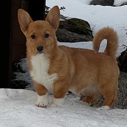 Bluebird - Red Pembroke Welsh Corgi puppy in California from Camp Corgis