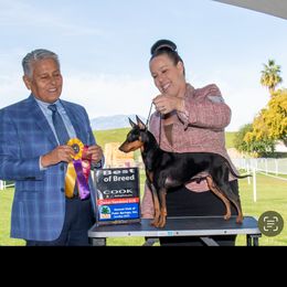 Mando - Manchester Terrier