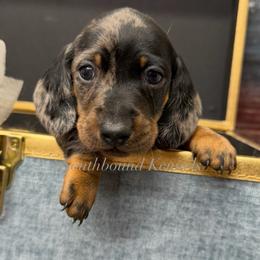 Stormy - Dapple male Dachshund puppy in Leoma, Tennessee from Southbound Kennel