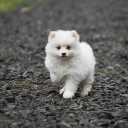 Pearl - White female Pomsky puppy in Coos Bay, Oregon from Ocean View Pomskies