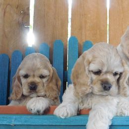Cocker Spaniel Puppies from Doc's Cockers