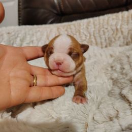 Girl Boston - Seal and white female Boston Terrier puppy in Salisbury, North Carolina from P3 Boston Terriers in NC