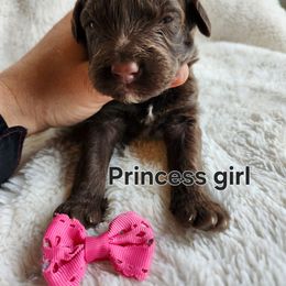 Princess - Brown and white female Portuguese Water Dog puppy in Narvon, Pennsylvania from Prized Family Porties