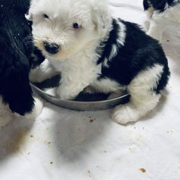 Old English Sheepdog Puppies from Bumblebears Old English Sheepdogs