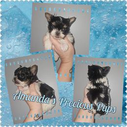 Jagger - Parti male Yorkshire Terrier puppy in Wartburg, Tennessee from Amanda's Precious Pups