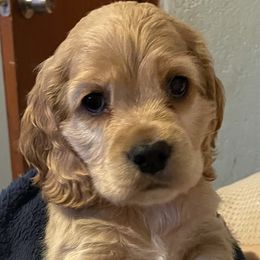 Cane - Cocker Spaniel puppy in Oklahoma from Southern Cottage Pups
