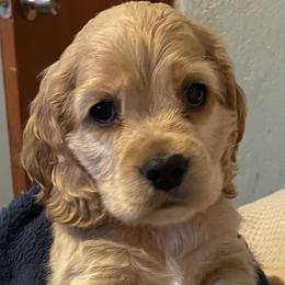 Cane - Cocker Spaniel puppy in Oklahoma from Southern Cottage Pups