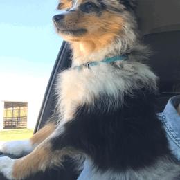 Miniature Australian Shepherd and Toy Australian Shepherd All Grown Up from Rolling Ridge Farms