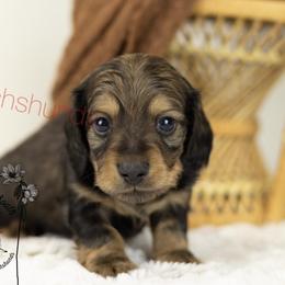 Red sable - Sable male Dachshund puppy in Seminary, Mississippi from Down South Mavericks Dachshunds