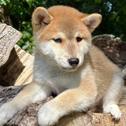Taiko - Red male Shiba Inu puppy in Winthrop, Minnesota from Kayobi Shibas