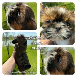 Lisa Marie - Red female Shih Tzu puppy in Maize, Kansas from Air Capital Shih Tzu Puppies